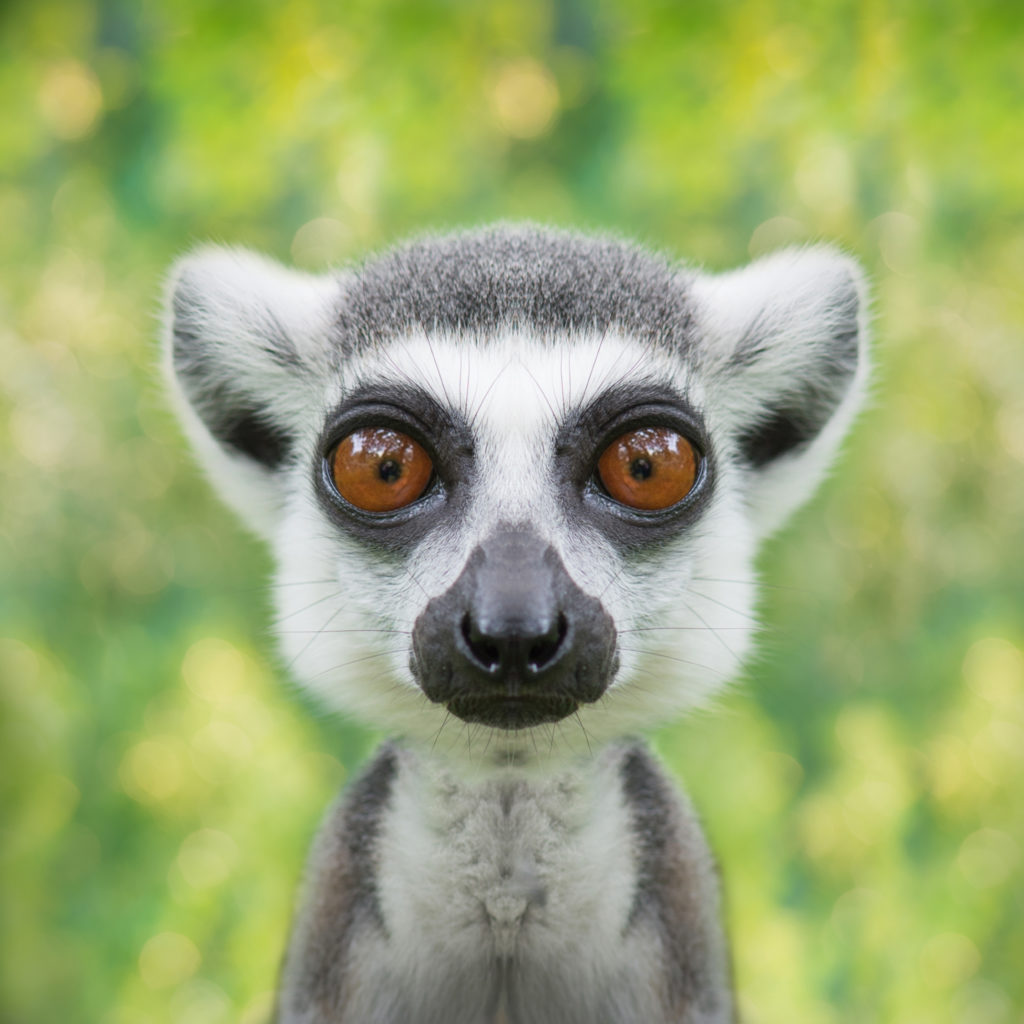 h-ad-me-lemura-online-market-ra-lemur