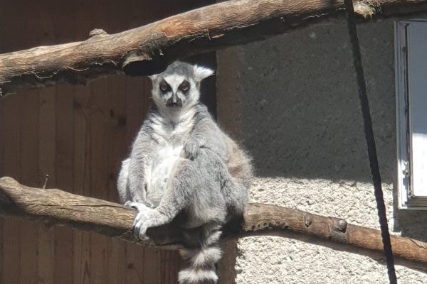 lemur zoo kosice
