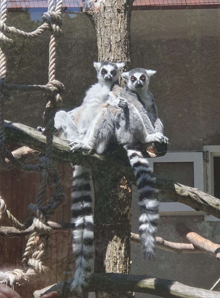 lemur zoo kosice